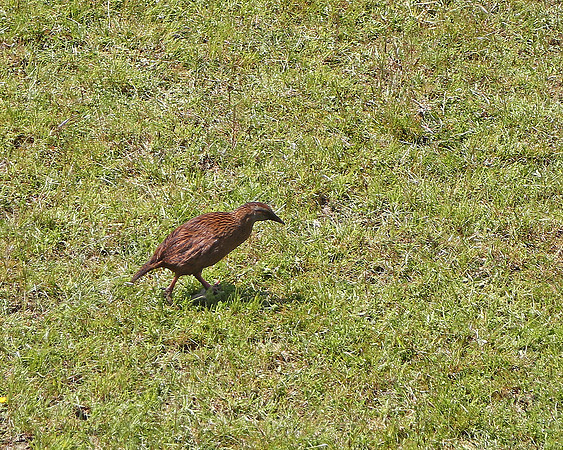 Weka Bird