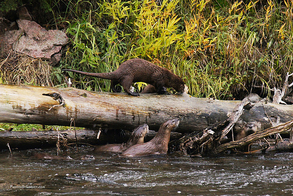 Otters in the Madison River
