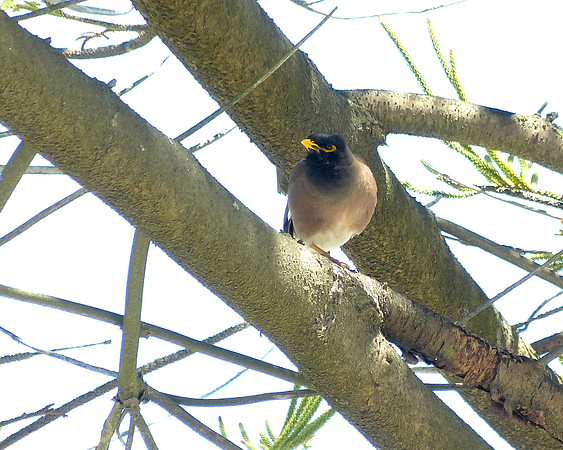 Myna Bird