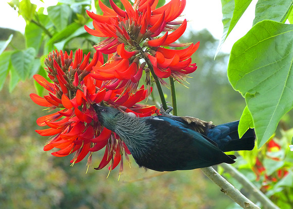 Tui (Parson Bird)