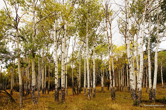 Birch Trees near Mammoth Springs
