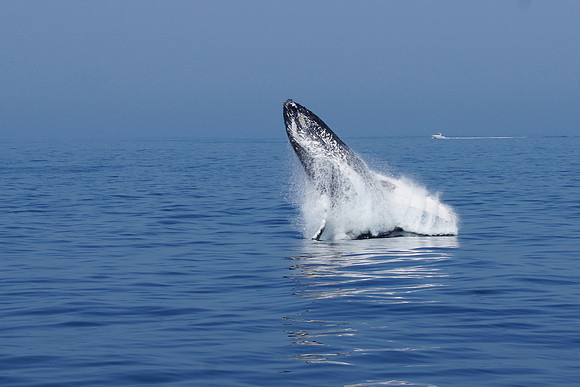 Several whales breached for us, supposedly, a very unusual happening.