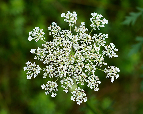 One of the flowers in the garden at the Quaker Tavern B&B.