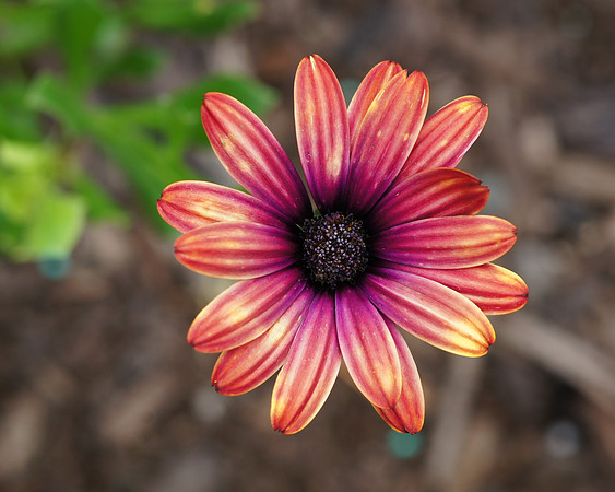 African Daisy