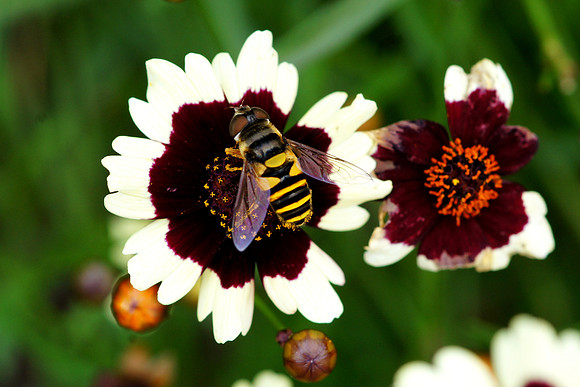 Bee on a Jive Tickseed flower in the Maine Botanical Garden.