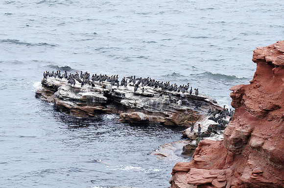 I think most of these birds are Cormorants.