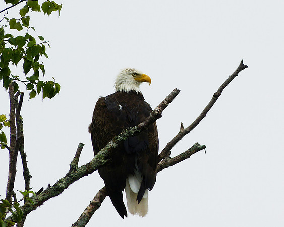 Eagles were quite common in Maine and Nova Scotia.