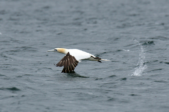 A Northern Gannet