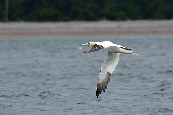 A Northern Gannet