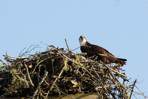 An osprey near Lunenburg, NS.