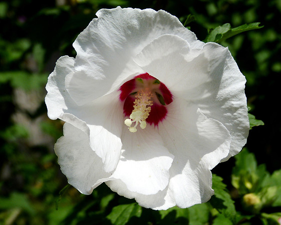 A flower in a park in Boston.