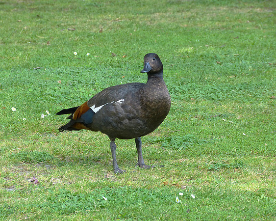 Paradise Duck, Male