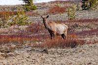 Yellowstone and Tetons