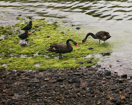 Black Swans & Oystercatchers