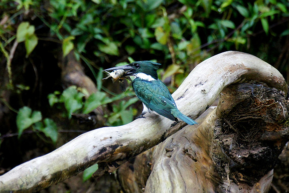 Kingfisher with a catch on the Frio River in Costa Rica
