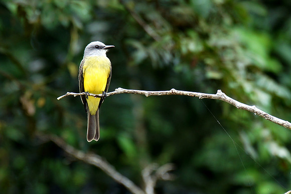 A Kingbird