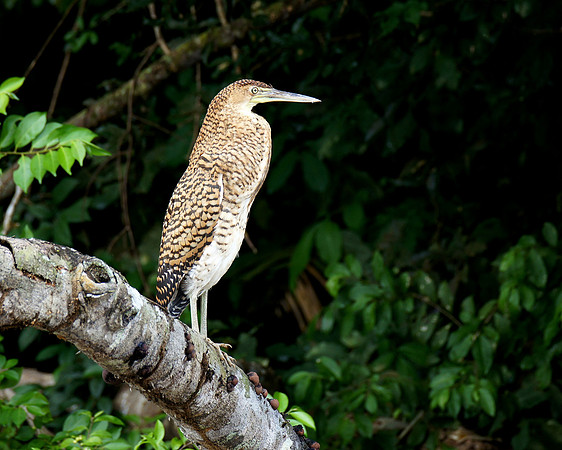 A Bare-throated Tiger Heron