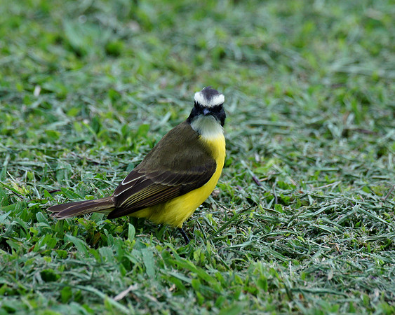 A Kiskadee Flycatcher