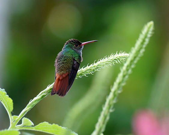 A Rufous-tailed Hummingbird in the garden of the Arenal Springs Resort