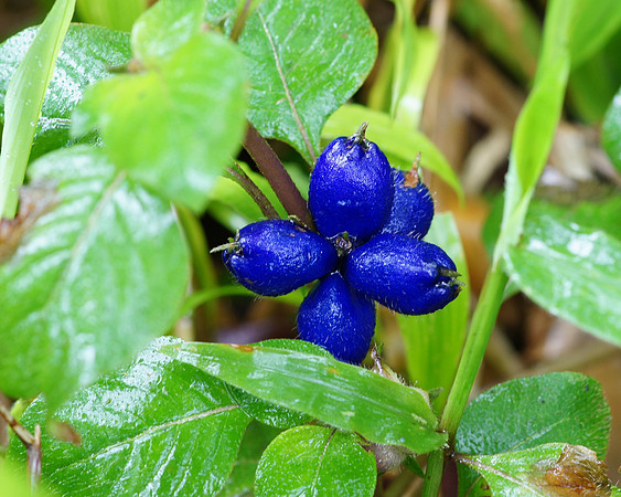 Not blueberries, but some kind of blue berry or pod