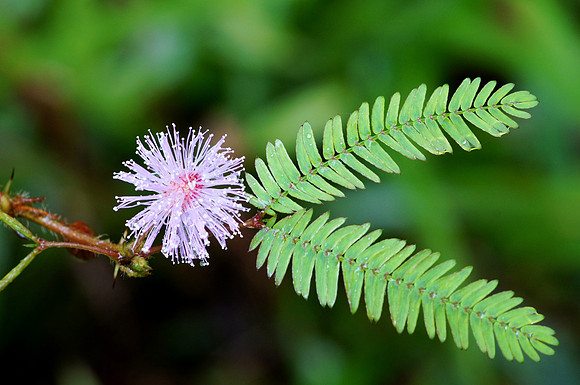 Mimosa Pudica Flower