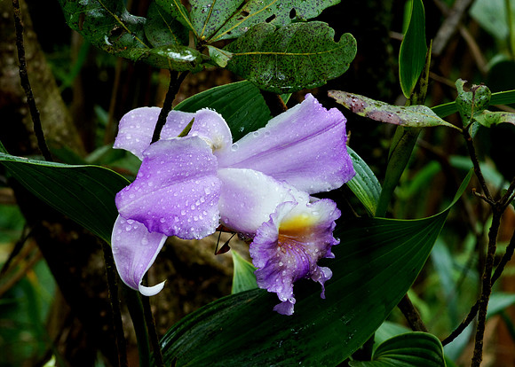 Some kind of orchid