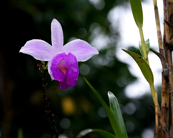 Some kind of orchid