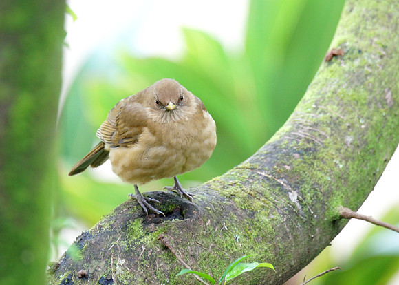 A Clay-colored Thrush or Robin