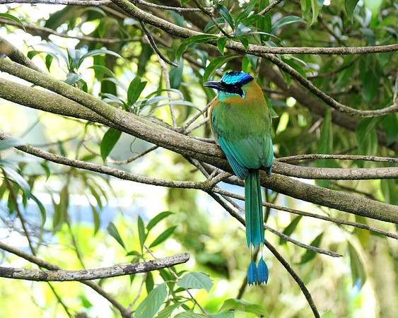 A Blue-crowned Motmot in a tree by our hotel in Monteverde, Costa Rica