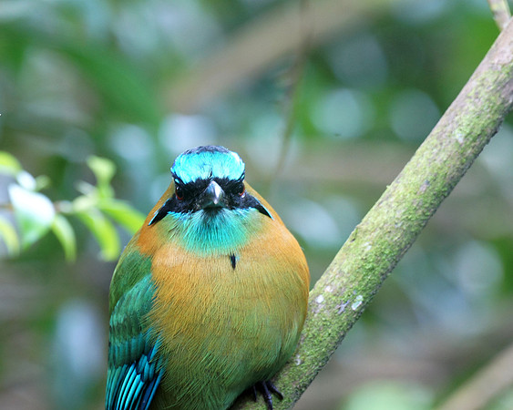 A Blue-crowned Motmot