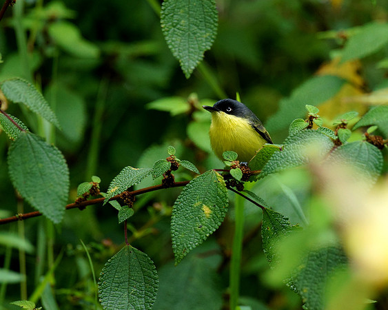 A Todirostrum Cinereum, aka Common Tody Flycatcher