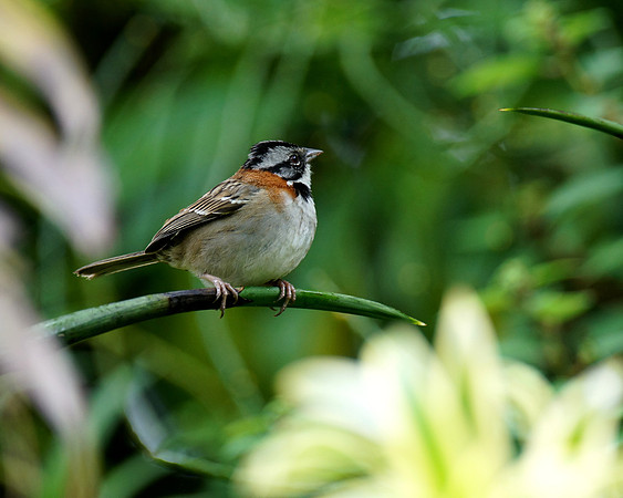 A male Rufuou-collared Sparrow