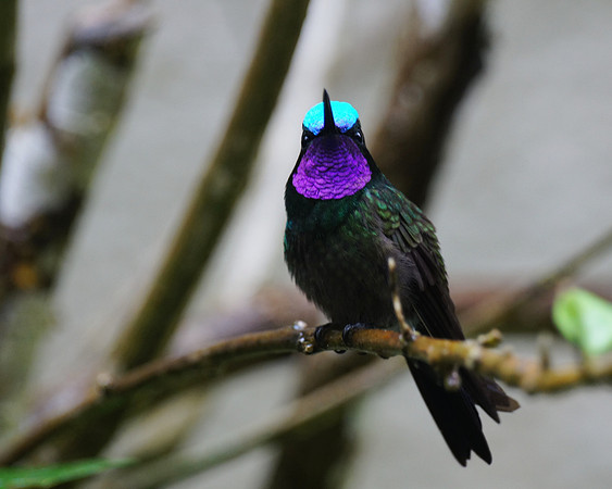 A Purple-throated Mountain Gem Hummingbird, aka Magnificent Hummingbird