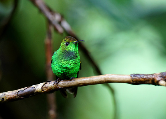 A Coppery-headed Emerald Humminbird