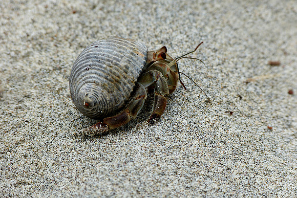 A Hermit Crab
