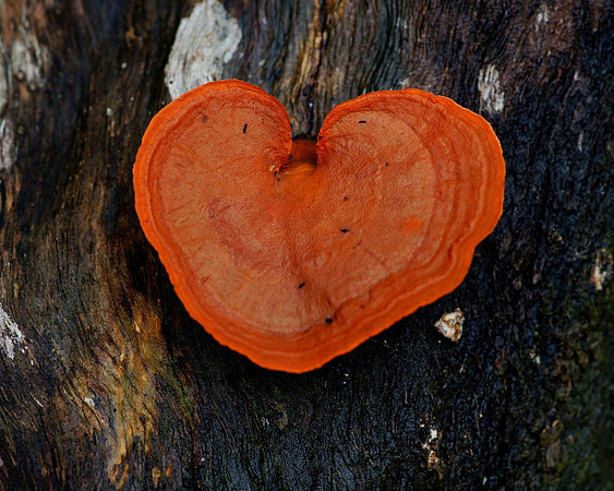 Interesting fungi in Manuel Antonio National Park