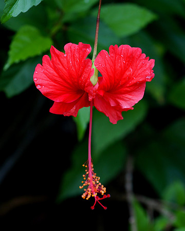 Hibiscus flower