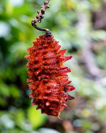 Mucuna Pod from a rain forest in Costa Rica