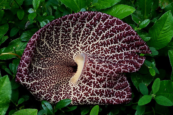 Dutchman's Pipe Vine blossom