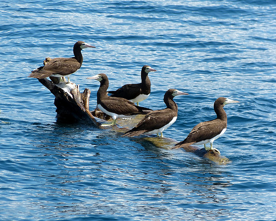 Booby Birds relaxing off the coast of Costa Rica