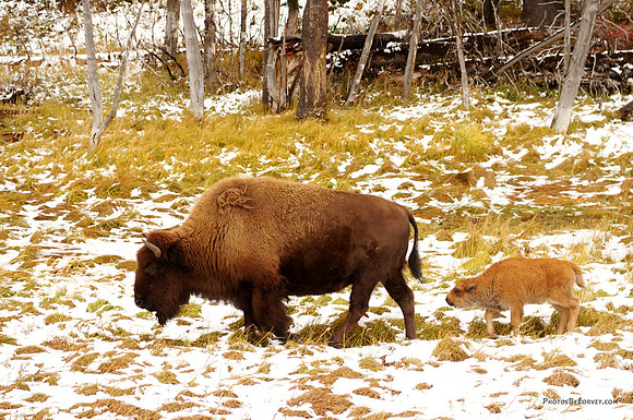Buffalo Cow and Calf