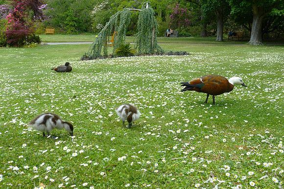 Paradise Ducks