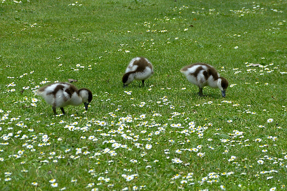 Paradise Ducklings