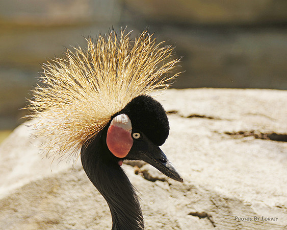 Crowned Crane