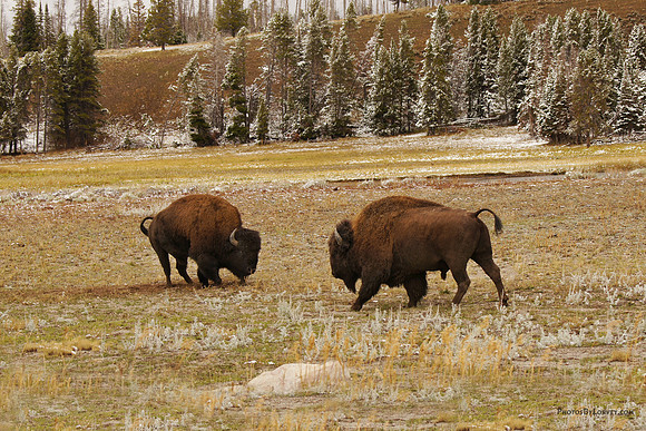 Buffaloes