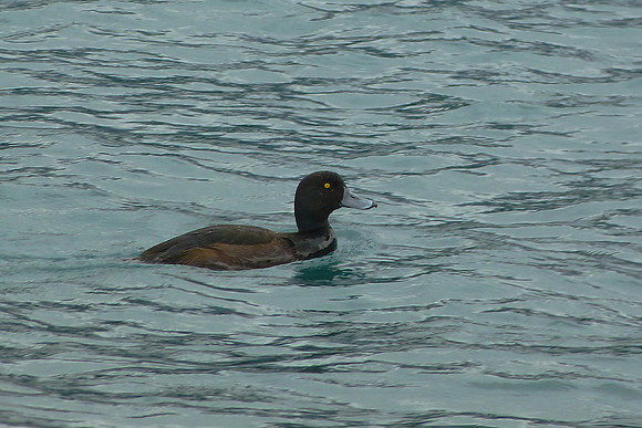 New Zealand Scaup