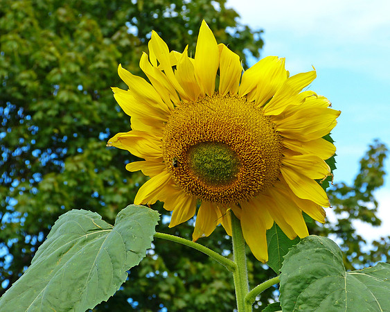 Sunflower in Charlottetown
