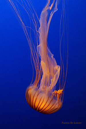 Jelly Fish