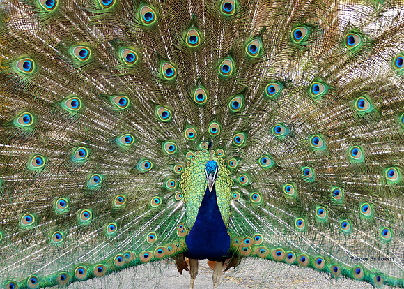 Peacock
