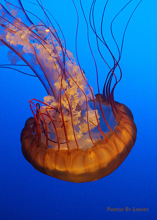 Jelly Fish